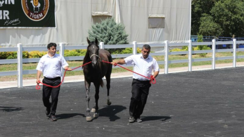 Bursa'da ilginç satış! Ev fiyatına gitti...