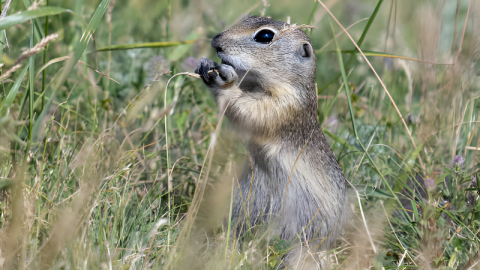 Türkiye'de Anadolu gelengisi görüldü!