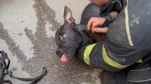 Hayat kurtaran müdahale!