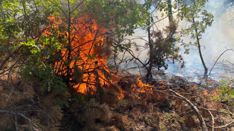 Bilecik'te korkutan orman yangını rüzgarın etkisiyle büyüyor