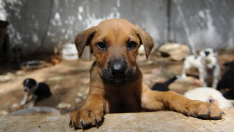Sokak hayvanları teklifi sabahlattı!