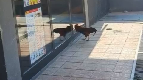 Bursa'da komik görüntü