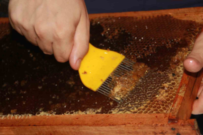 Çiftçi: “Ordu’da çiçek balında yüzde 50 verim kaybı var”
