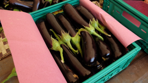 Bursa patlıcanında hasat şenliği