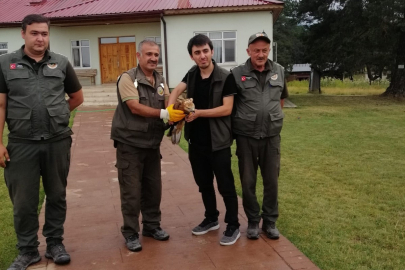 Yaralı şahine ilk müdahale ormancılardan
