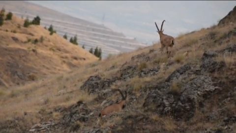 Çengel boynuzlu dağ keçileri kamerada