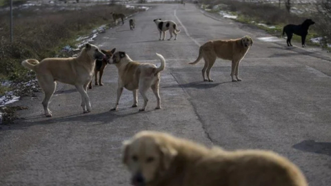 Sokak hayvanları düzenlemesi Resmi Gazete'de