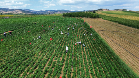 Bursalı üreticiler zor durumda!
