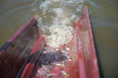 Samsun’da su kaynaklarına 3 milyon 5 bin sazan yavrusu bırakıldı
