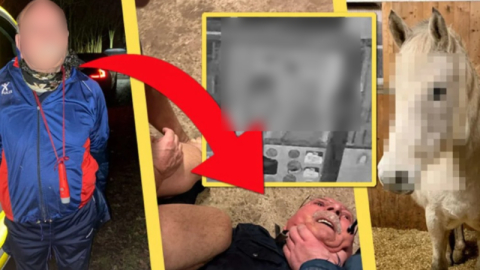 PKK'lı firariden atlara cinsel istismar