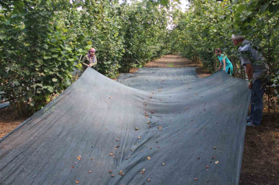 Fındıkta file sistemi yaygınlaşıyor
