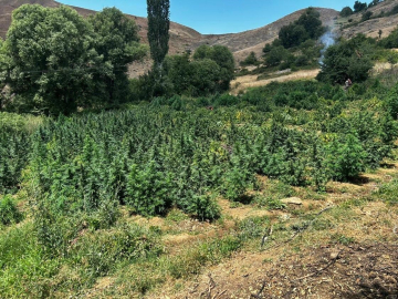 Lice’de 2 milyon 269 bin 200 kök kenevir ve skunk bitkisi imha edildi
