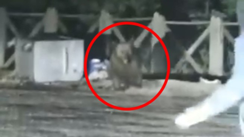 Neye uğradığını şaşırdılar! Son anda...