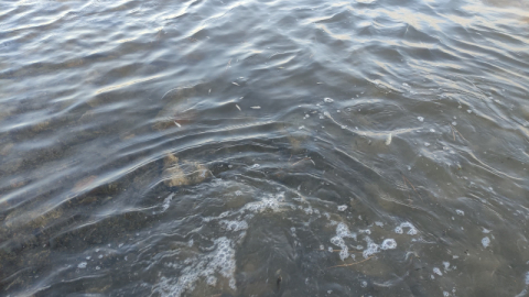 Bursa'da 3 milyon 350 bin sazan suyla buluştu