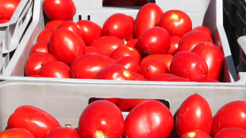 Eylemin ardından çiftçiye müjde!