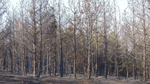 Yozgat’ta çıkan orman yangını kontrol altına alındı
