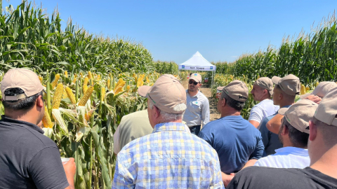 Çiftçiler Bursa'daki mısırları inceledi