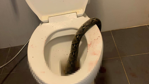 Tuvaletini yaparken dev piton saldırdı!