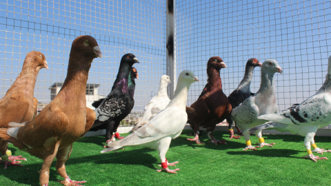 O kuşların fiyatı dudak uçuklatıyor!