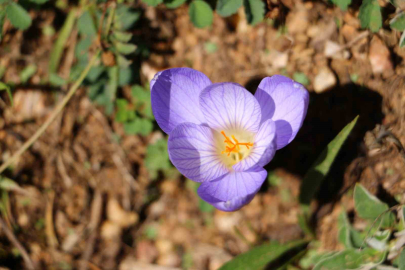Kışın habercisi vargit çiçekleri Ilgaz Dağları’nda açtı
