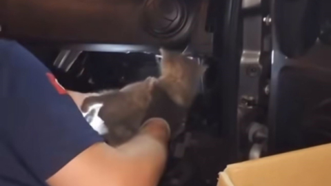 Aracına sıkışan yavru kediyi sahiplendi