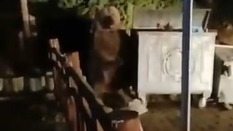 Son anda kurtuldu! O anlar kaydedildi...