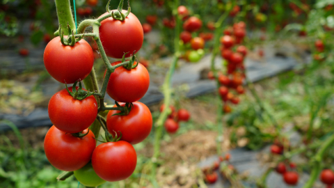 O ürünün miktarı düştü fiyatı arttı!