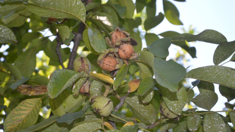 Teknoloji o ürünü zirveye taşıdı!