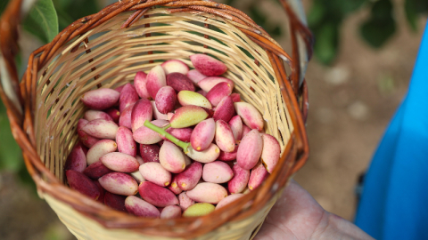 O ürün kalkınmaya destek sağlayacak!