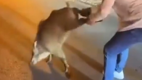 Şehri istila eden domuzlarla dalga geçti