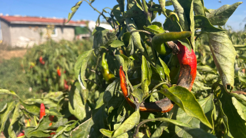 30 liraya satılıyordu, 3 liraya alıcı bulamadı!