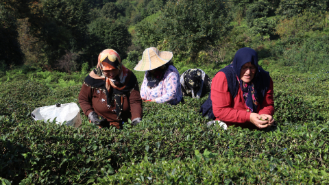 Çayın her şeyi para!