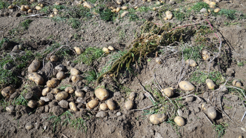 Bakanlık destekledi! Hasat sürüyor...