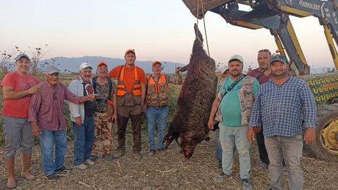 300 kiloluk domuz avladılar!