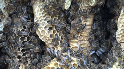 İşte karakovan balının fiyatı!