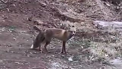 Aç kalan tilki şehre indi