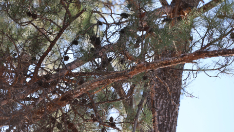 Çam balı dalda kaldı!