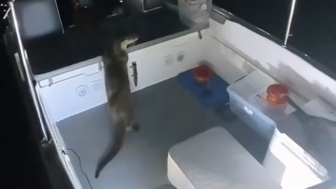 Bursa'da balık hırsızı kameraya yakalandı