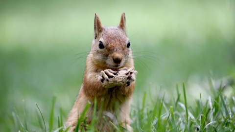 ABD'de seçimi etkileyen sincap!