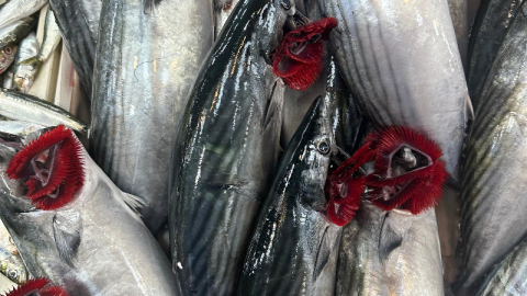 Balık tezgahlarında Hamsi, Çinekop ve Palamut bolluğu