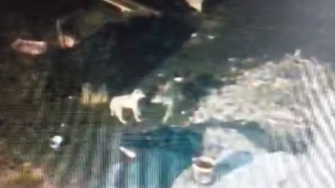 Köpeği çalındı sandı! Gerçek bambaşka...