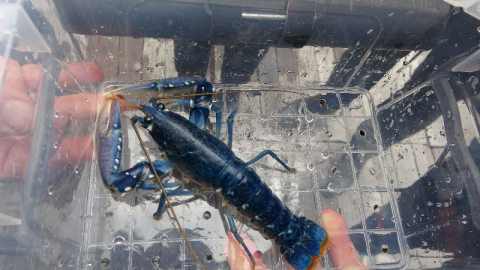 109 yıllık ‘HMS Majestic' batığına salındı!