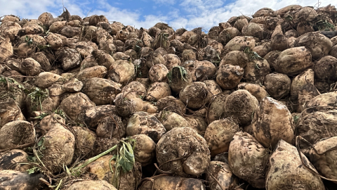 Pancar üretiminde randevu tepkisi