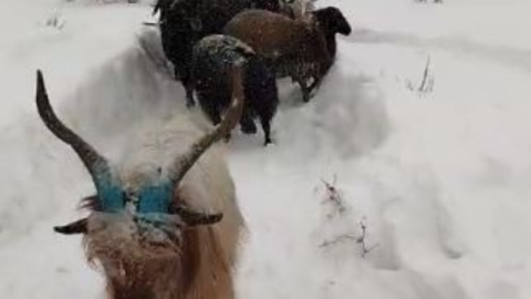 Artvin'de besicinin zorlu kar yolculuğu