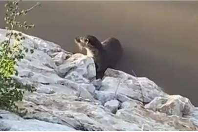 Nesli tükeniyordu! Türkiye'de görüldü...