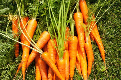 Tarlada kilosu 8 lira olan havuç pazarda 45 lira