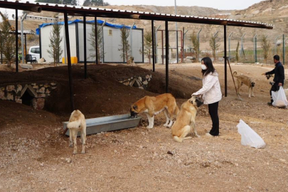 Sokak hayvanlarına doğal yaşam alanı