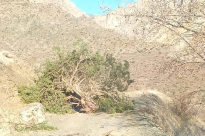 Şiddetli rüzgar ağaçları devirdi, ulaşımı aksattı