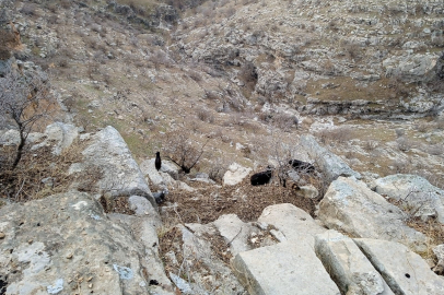 Keçiler, TikTok yüzünden mahsur kaldı