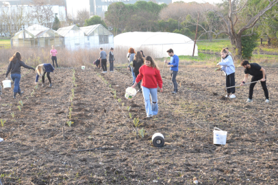 Organik enginarlar BUÜ Ziraat Fakültesi’nden